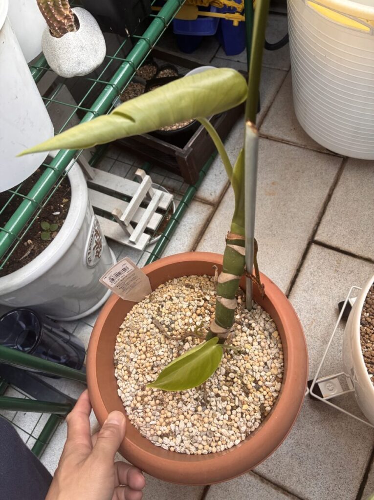 モンステラの茎から新しく伸びて展開途中の黄緑色の葉