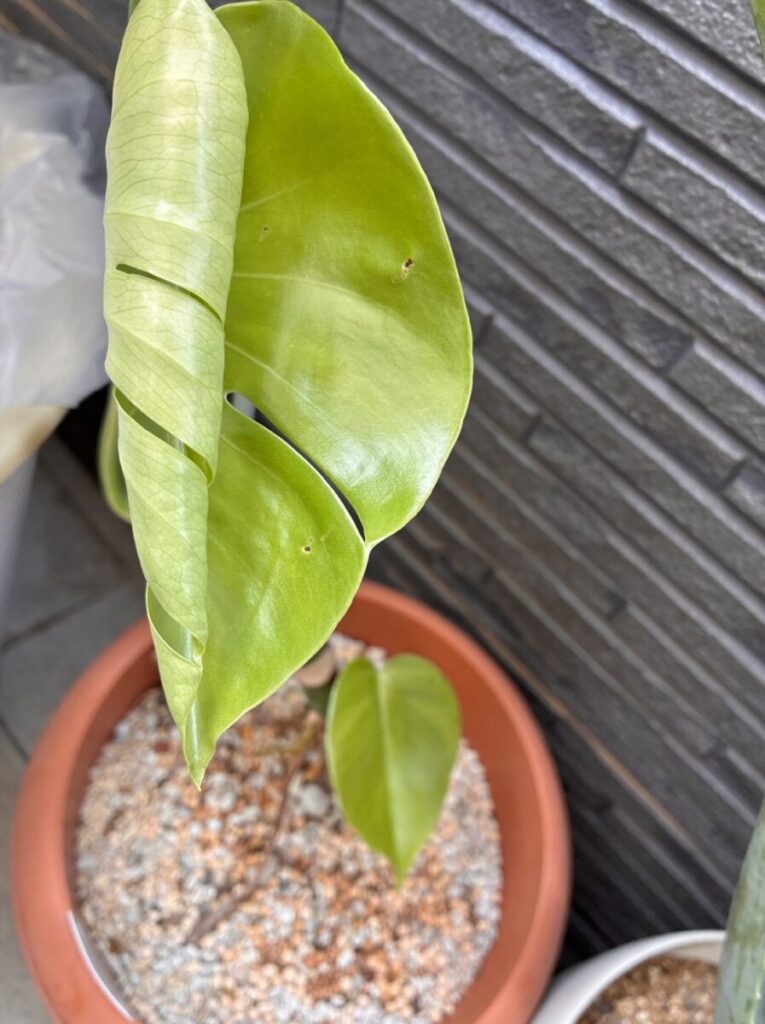 鉢植えのモンステラに新しく伸びた薄い黄緑色の葉